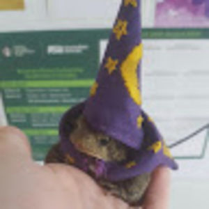 Meet your Posher, Elizabeth